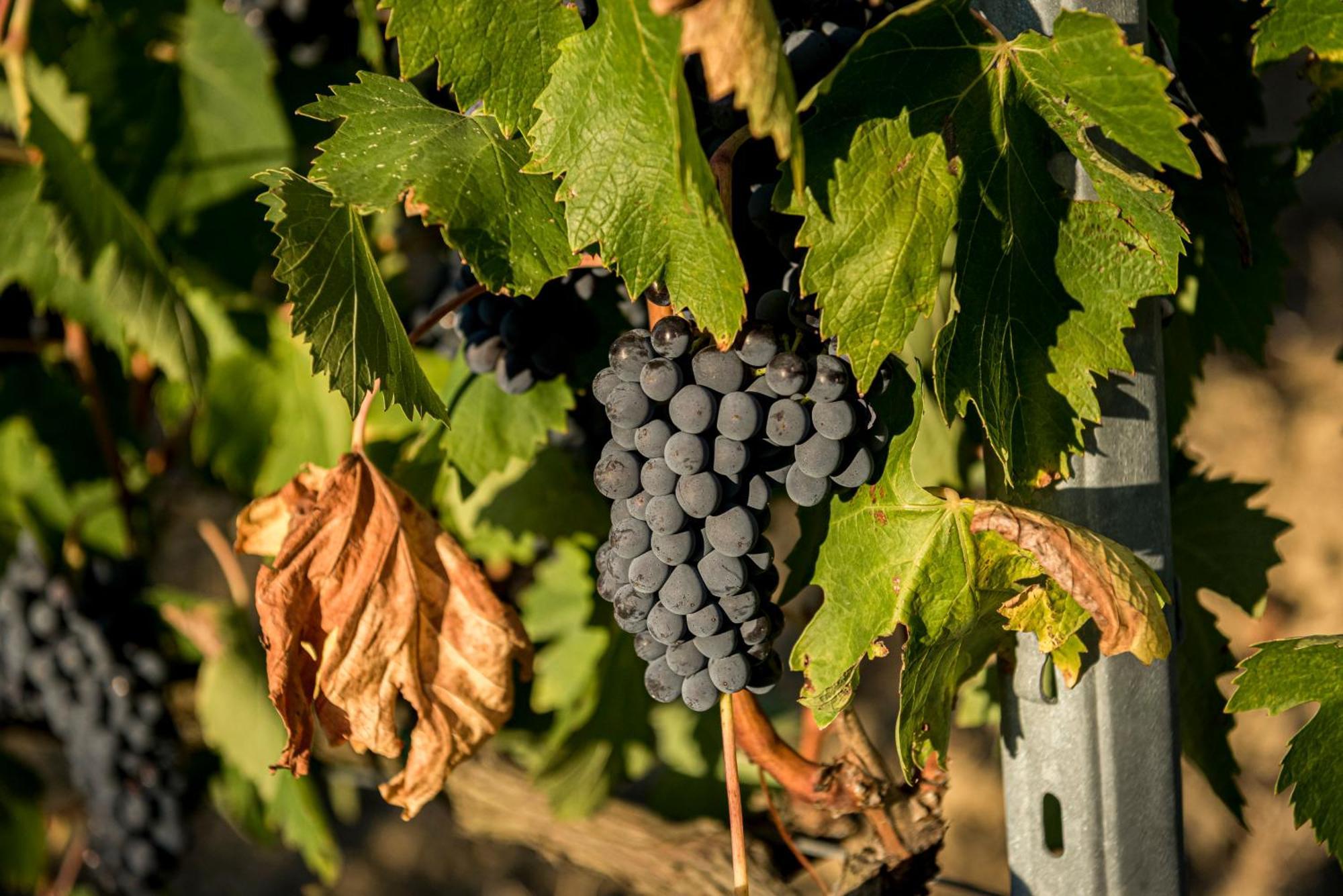 Agriturismo Le Tre Pietre - Podere Nel Chianti Quercegrossa Dış mekan fotoğraf