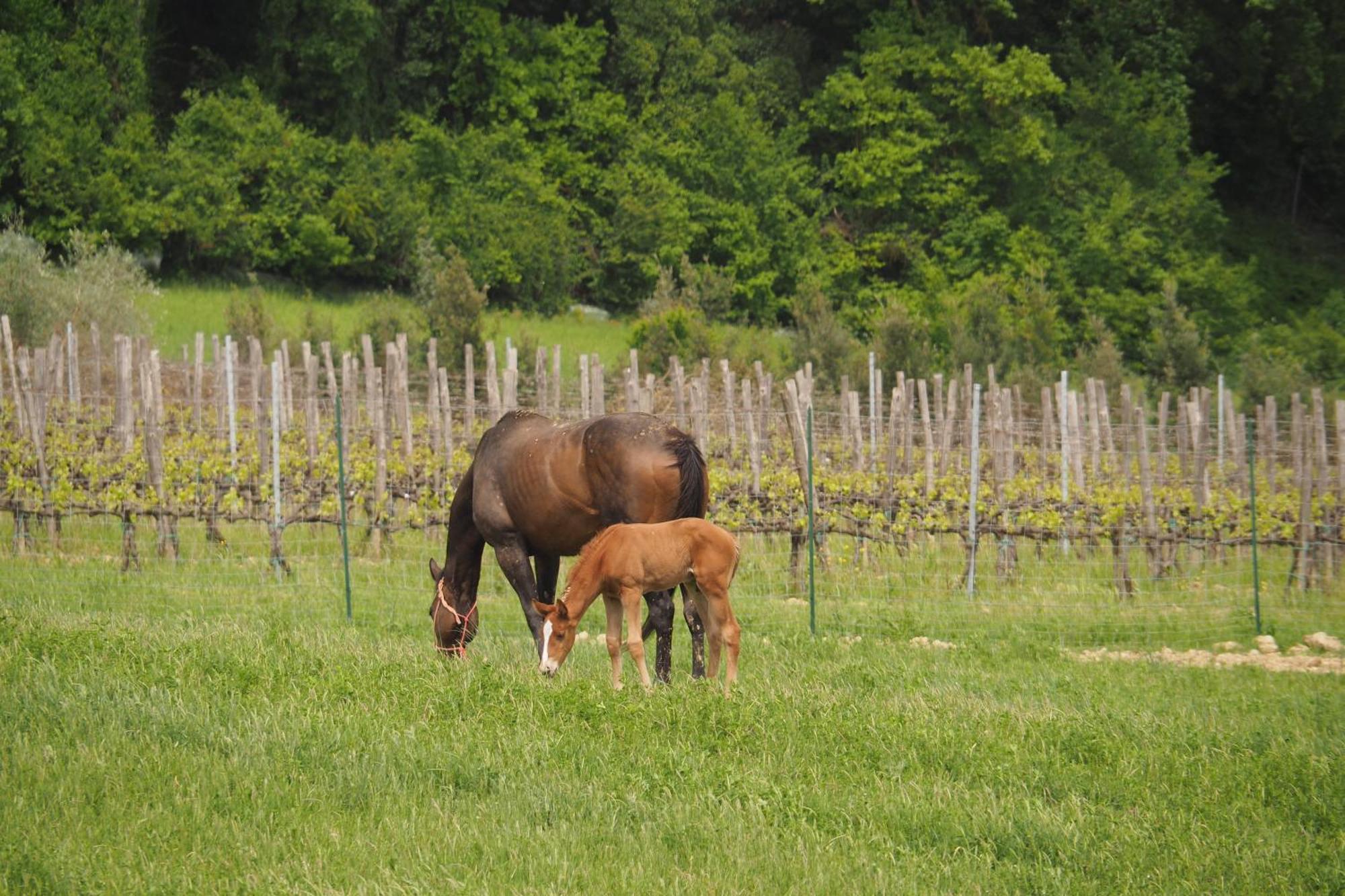 Agriturismo Le Tre Pietre - Podere Nel Chianti Quercegrossa Dış mekan fotoğraf