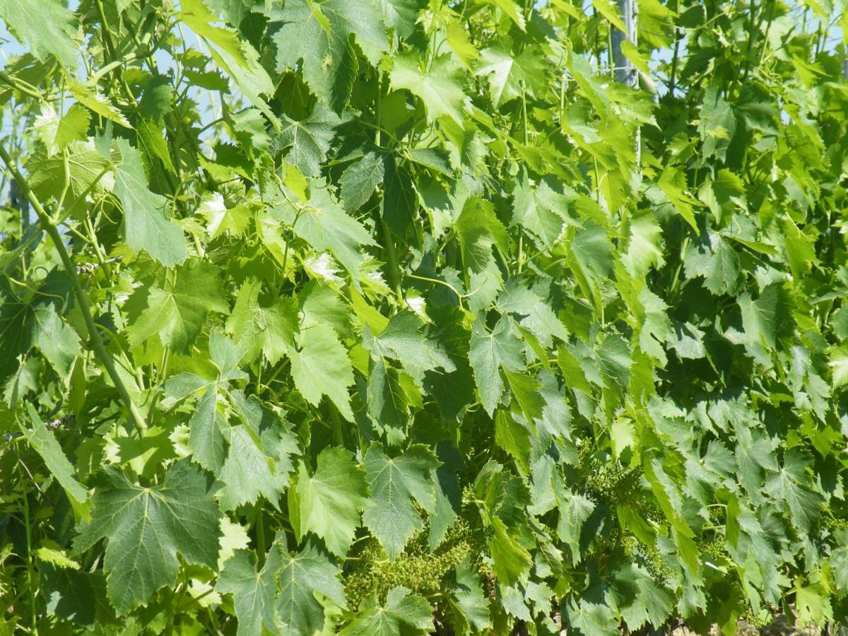 Agriturismo Le Tre Pietre - Podere Nel Chianti Quercegrossa Dış mekan fotoğraf